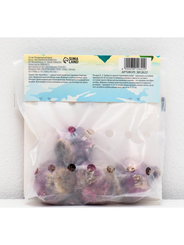 Гиацинт восточный Вудсток, р-р 14/15, 4 шт, Осень 2023