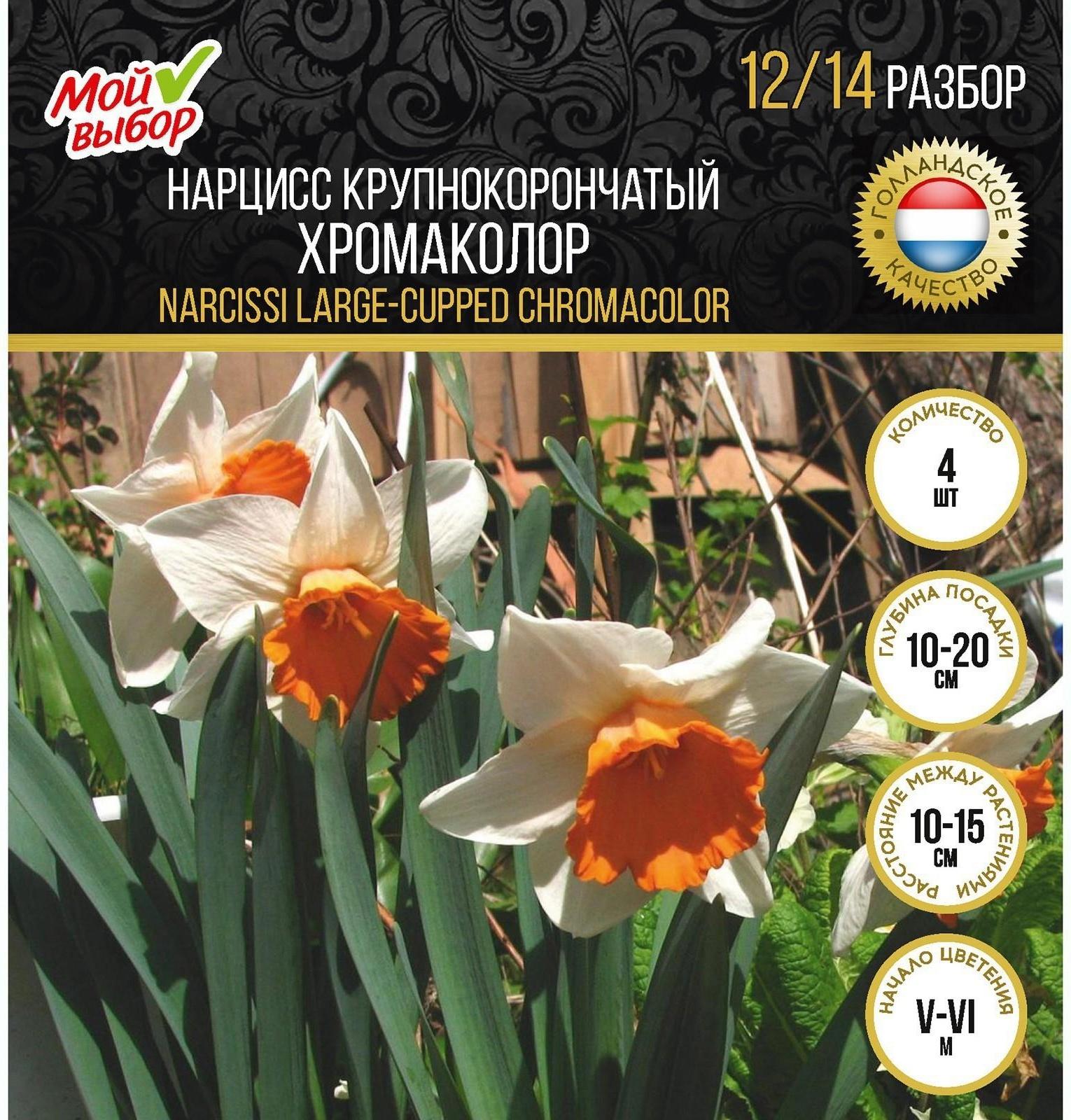 Нарцисс крупнокорончатый Хромаколор, р-р 12/14, 4 шт, Осень 2023