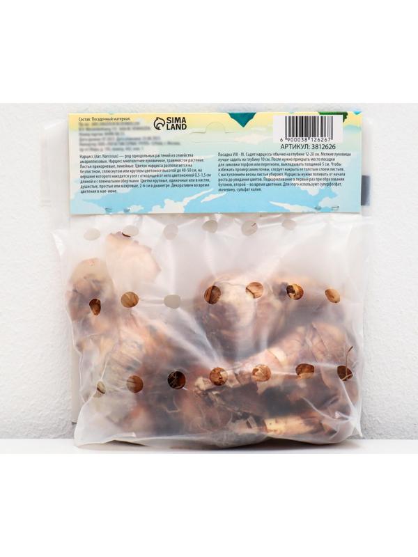 Нарцисс крупнокорончатый Хромаколор, р-р 12/14, 4 шт, Осень 2023