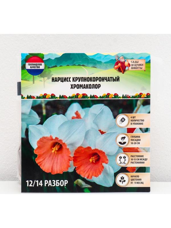 Нарцисс крупнокорончатый Хромаколор, р-р 12/14, 4 шт, Осень 2023