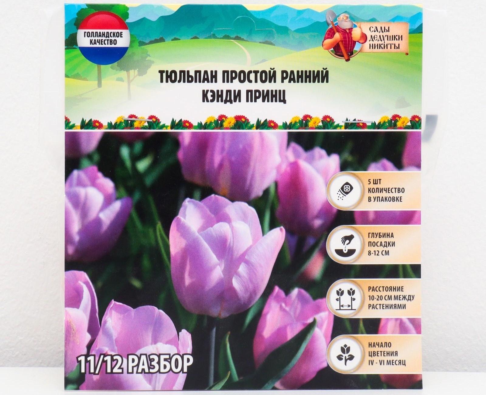 Тюльпан простой ранний Кэнди Принц, р-р 11/12, 5 шт
