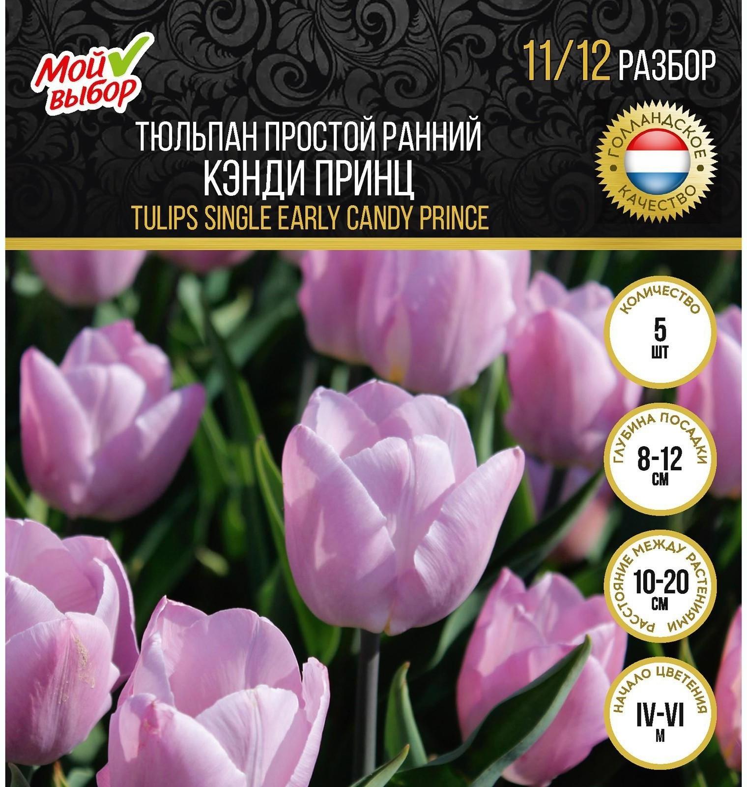 Тюльпан простой ранний Кэнди Принц, р-р 11/12, 5 шт
