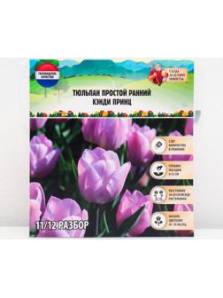 Тюльпан простой ранний Кэнди Принц, р-р 11/12, 5 шт