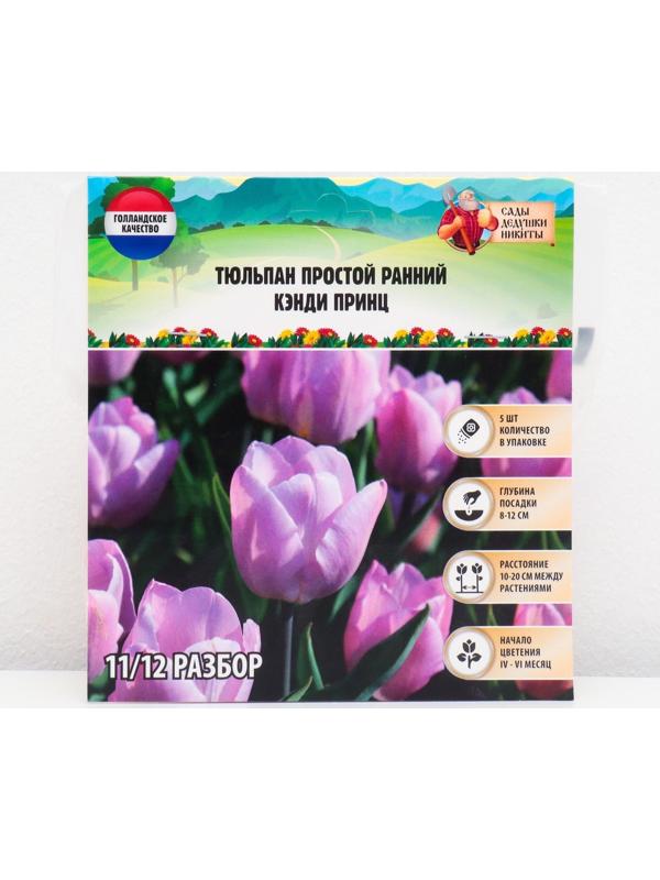Тюльпан простой ранний Кэнди Принц, р-р 11/12, 5 шт