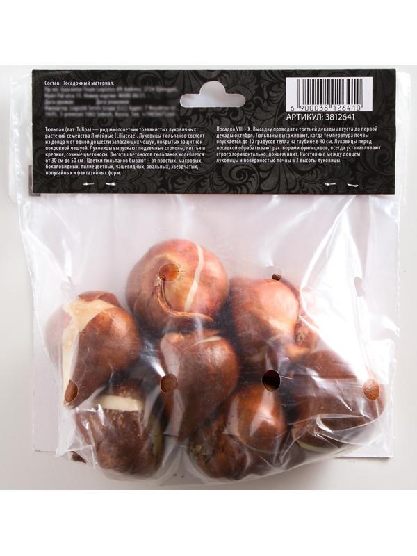 Тюльпан простой ранний Кэнди Принц, р-р 11/12, 5 шт