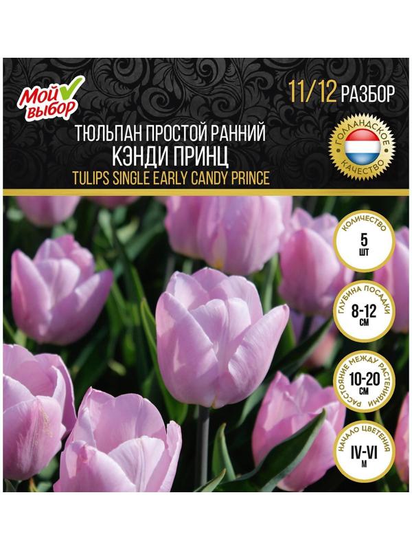 Тюльпан простой ранний Кэнди Принц, р-р 11/12, 5 шт