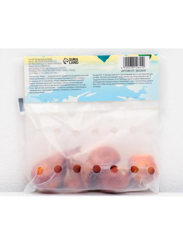 Тюльпан простой ранний Кэнди Принц, р-р 11/12, 5 шт