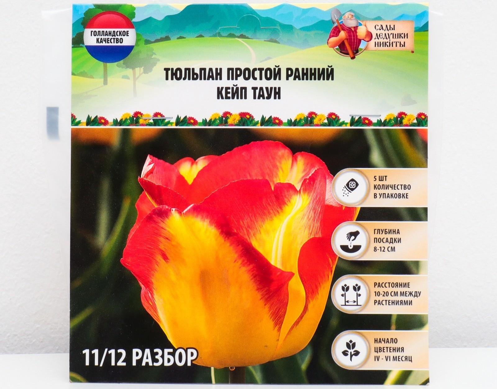 Тюльпан простой ранний Кейп Таун, р-р 11/12, 5 шт, Осень 2023