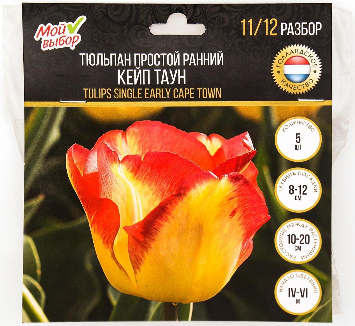 Тюльпан простой ранний Кейп Таун, р-р 11/12, 5 шт, Осень 2023
