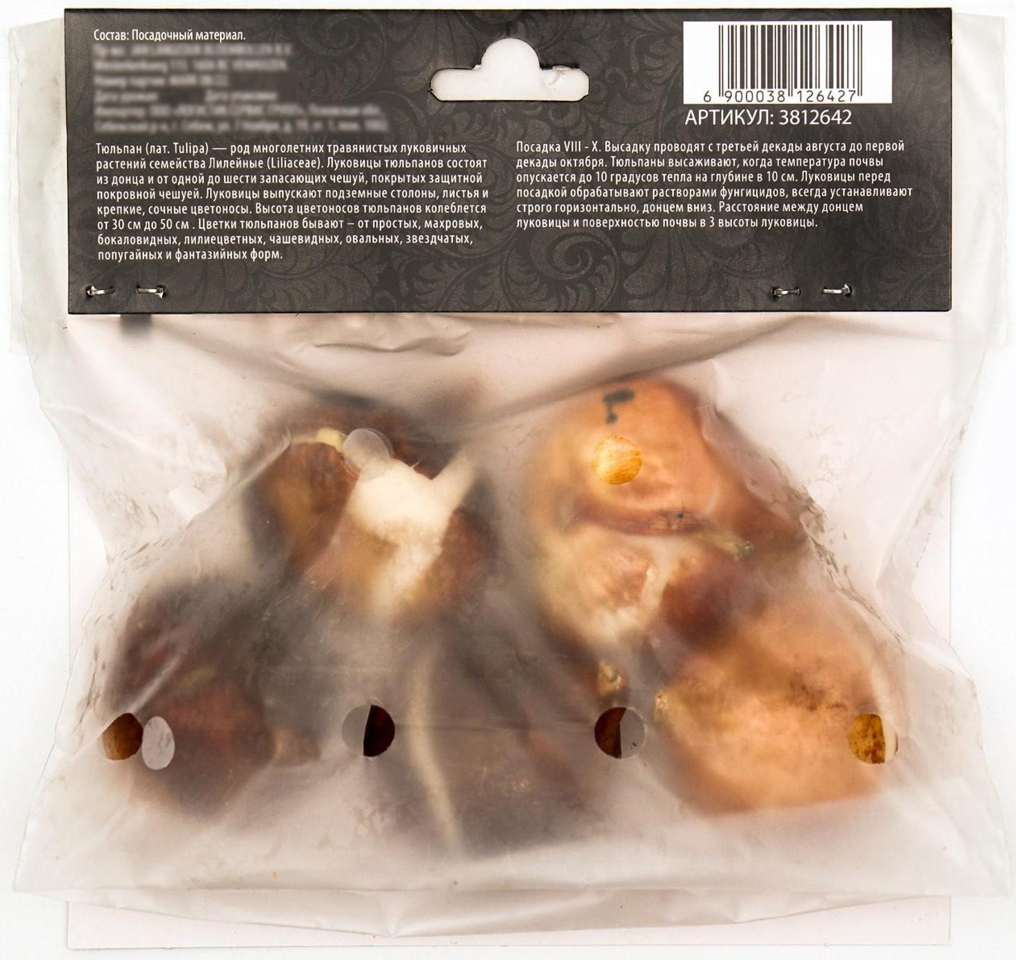 Тюльпан простой ранний Кейп Таун, р-р 11/12, 5 шт, Осень 2023