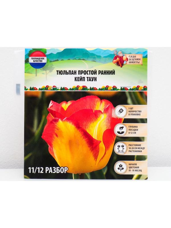 Тюльпан простой ранний Кейп Таун, р-р 11/12, 5 шт, Осень 2023