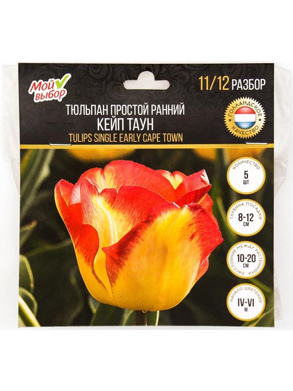 Тюльпан простой ранний Кейп Таун, р-р 11/12, 5 шт, Осень 2023