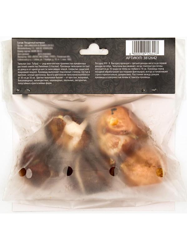 Тюльпан простой ранний Кейп Таун, р-р 11/12, 5 шт, Осень 2023