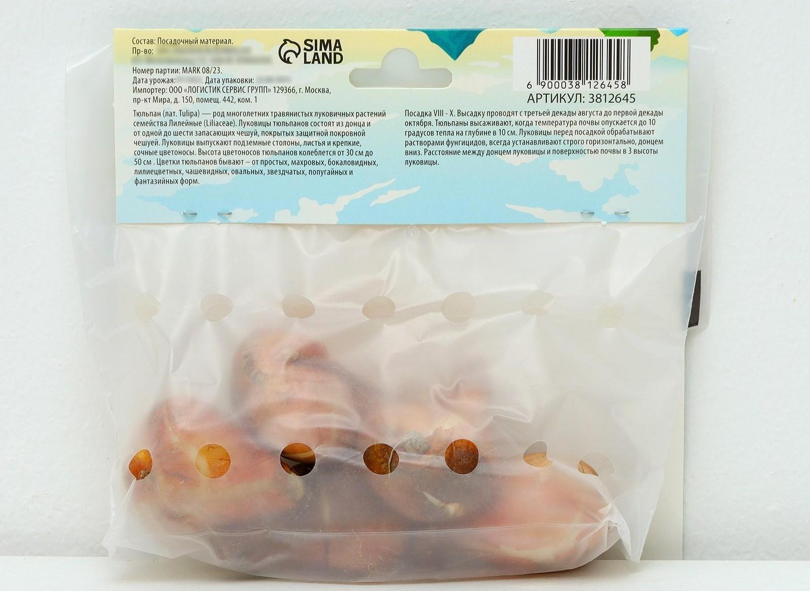 Тюльпан простой ранний Перпл Принц, р-р 11/12, 5 шт