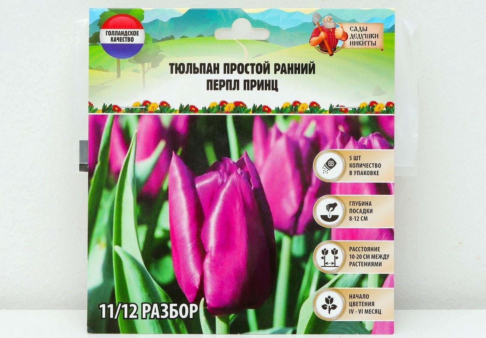 Тюльпан простой ранний Перпл Принц, р-р 11/12, 5 шт