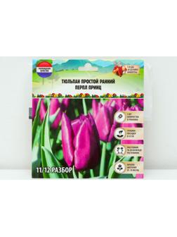 Тюльпан простой ранний Перпл Принц, р-р 11/12, 5 шт