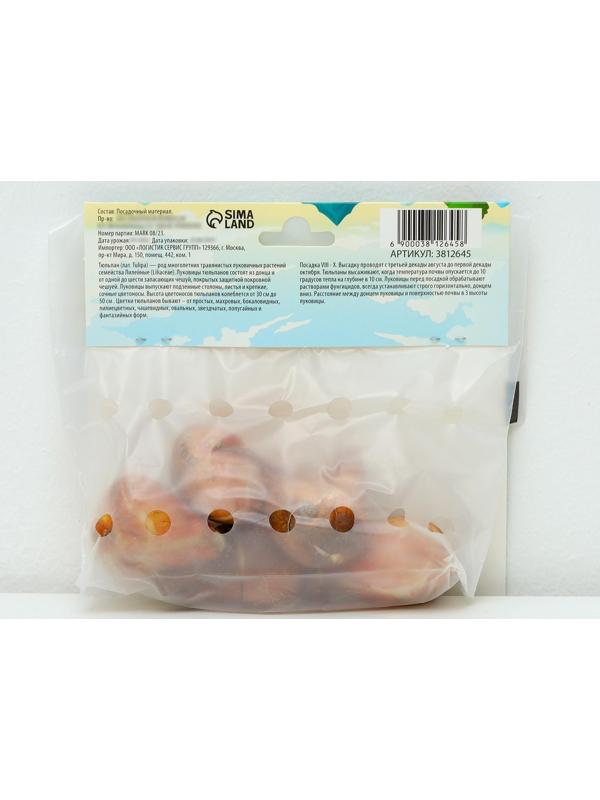 Тюльпан простой ранний Перпл Принц, р-р 11/12, 5 шт