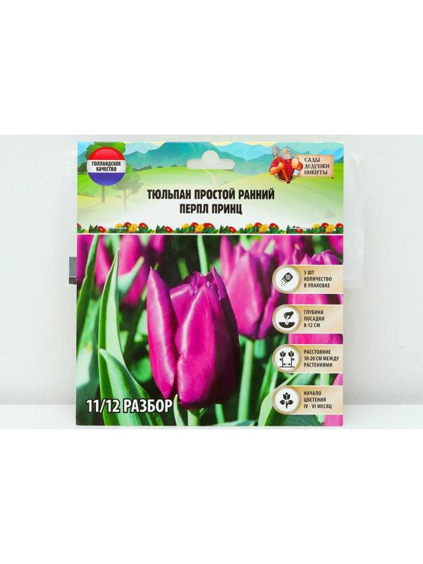 Тюльпан простой ранний Перпл Принц, р-р 11/12, 5 шт