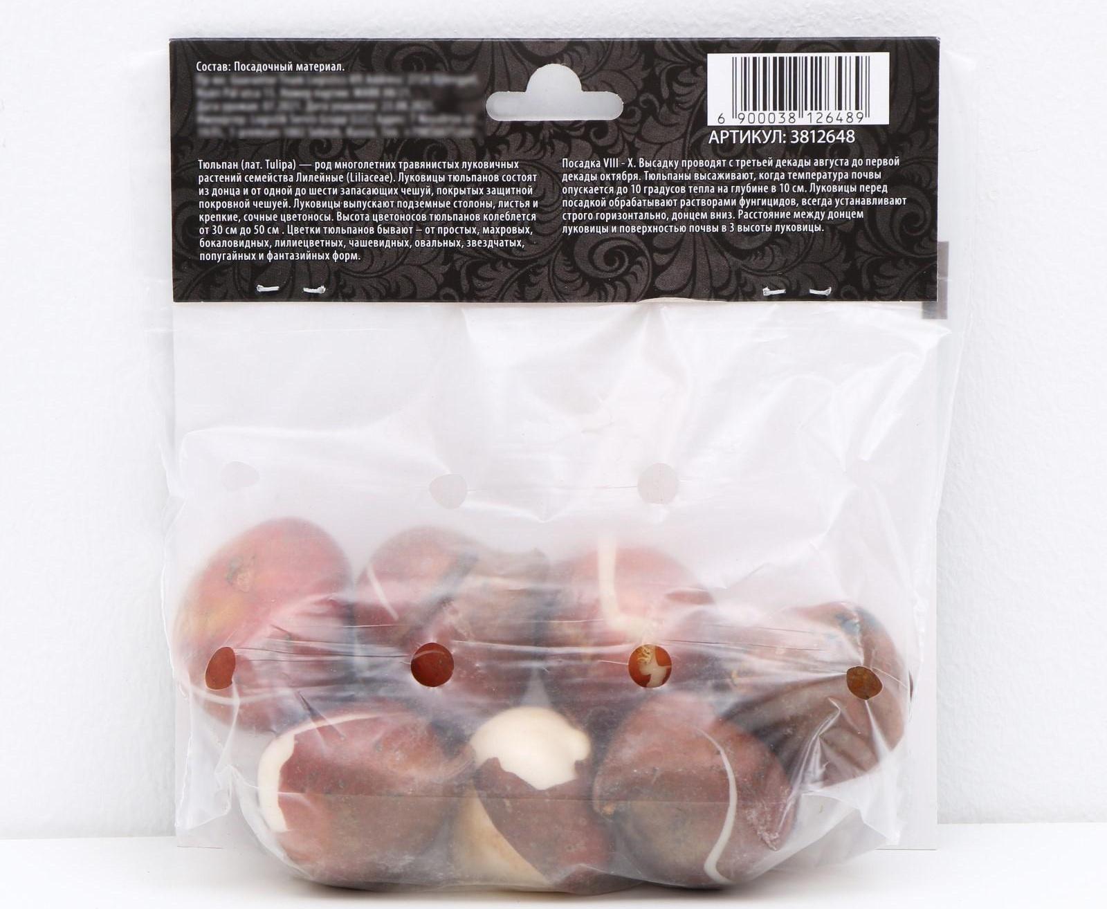 Тюльпан простой ранний Уайт Принц, р-р 11/12, 5 шт