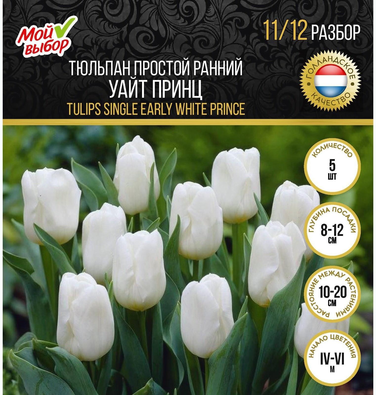 Тюльпан простой ранний Уайт Принц, р-р 11/12, 5 шт