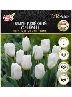 Тюльпан простой ранний Уайт Принц, р-р 11/12, 5 шт