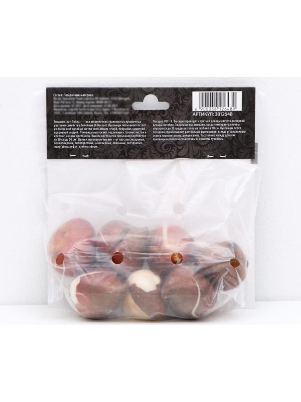 Тюльпан простой ранний Уайт Принц, р-р 11/12, 5 шт