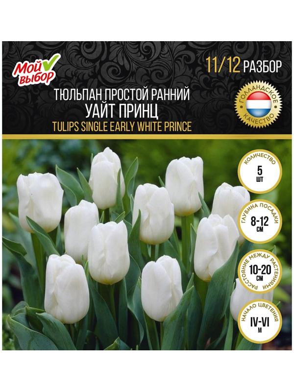 Тюльпан простой ранний Уайт Принц, р-р 11/12, 5 шт