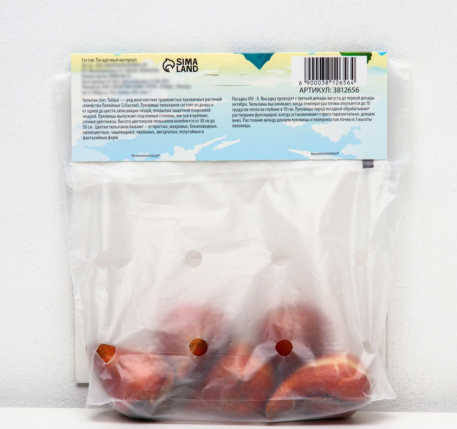 Тюльпан махровый ранний Фокстрот, р-р 11/12, 5 шт