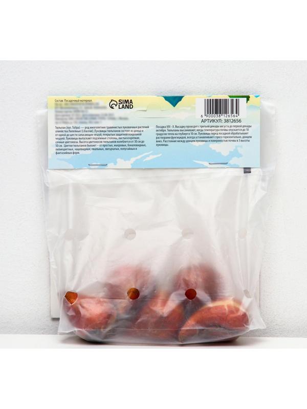 Тюльпан махровый ранний Фокстрот, р-р 11/12, 5 шт