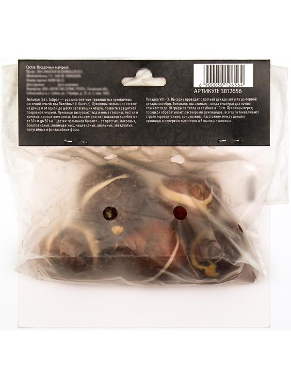 Тюльпан махровый ранний Фокстрот, р-р 11/12, 5 шт