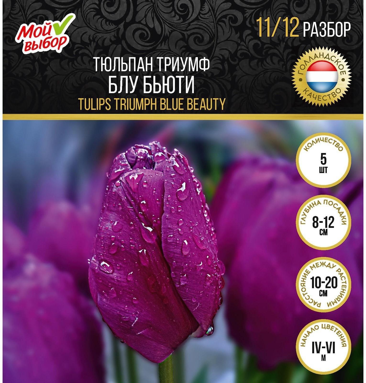 Тюльпан триумф Блу Бьюти , р-р 11/12, 5 шт