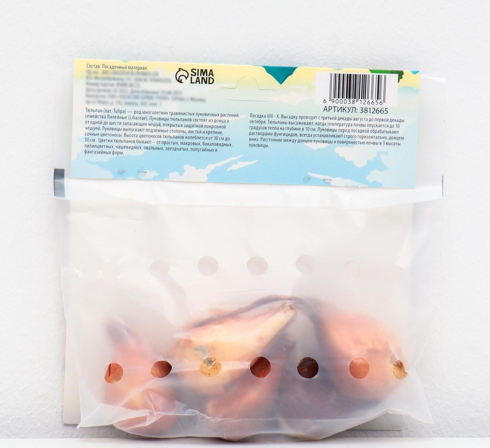 Тюльпан триумф Блу Бьюти , р-р 11/12, 5 шт