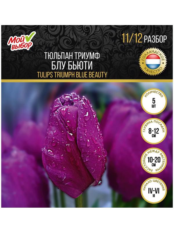 Тюльпан триумф Блу Бьюти , р-р 11/12, 5 шт
