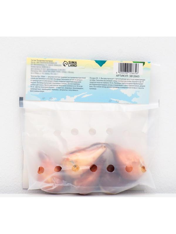 Тюльпан триумф Блу Бьюти , р-р 11/12, 5 шт