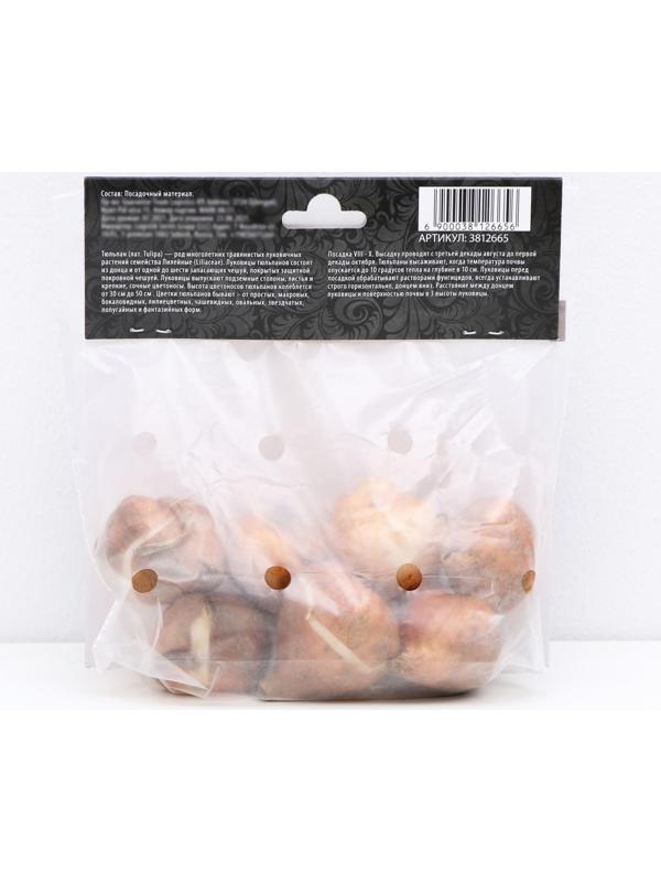 Тюльпан триумф Блу Бьюти , р-р 11/12, 5 шт