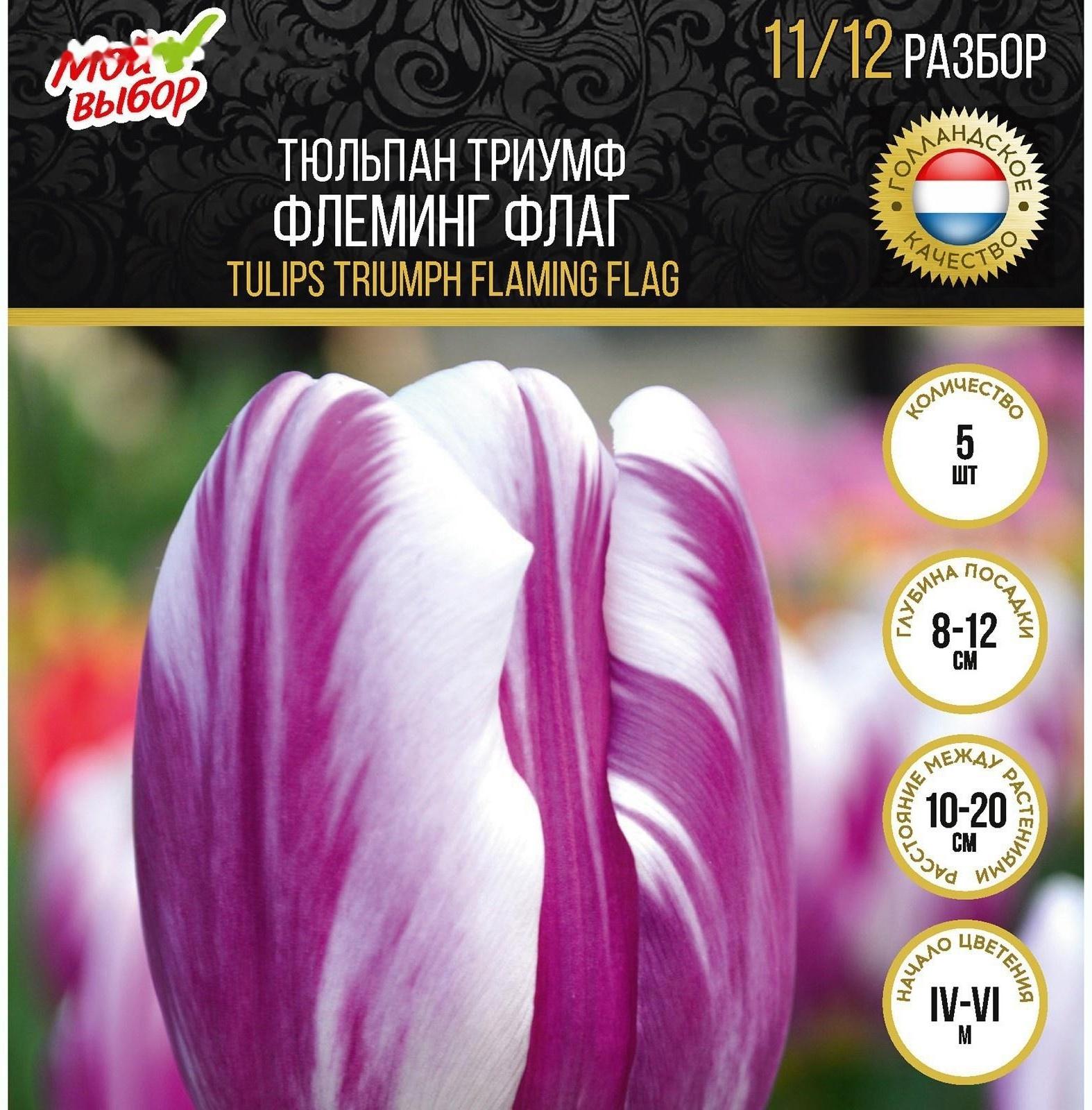 Тюльпан триумф Флеминг Флаг, р-р 11/12, 5 шт