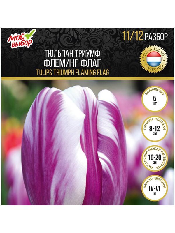 Тюльпан триумф Флеминг Флаг, р-р 11/12, 5 шт