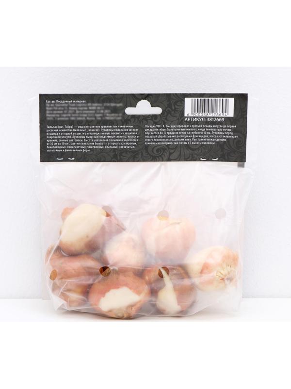 Тюльпан триумф Флеминг Флаг, р-р 11/12, 5 шт