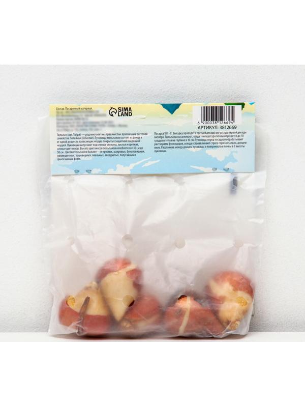 Тюльпан триумф Флеминг Флаг, р-р 11/12, 5 шт