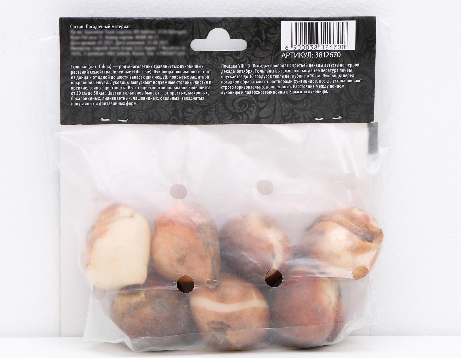 Тюльпан триумф Гавота, р-р 11/12, 5 шт