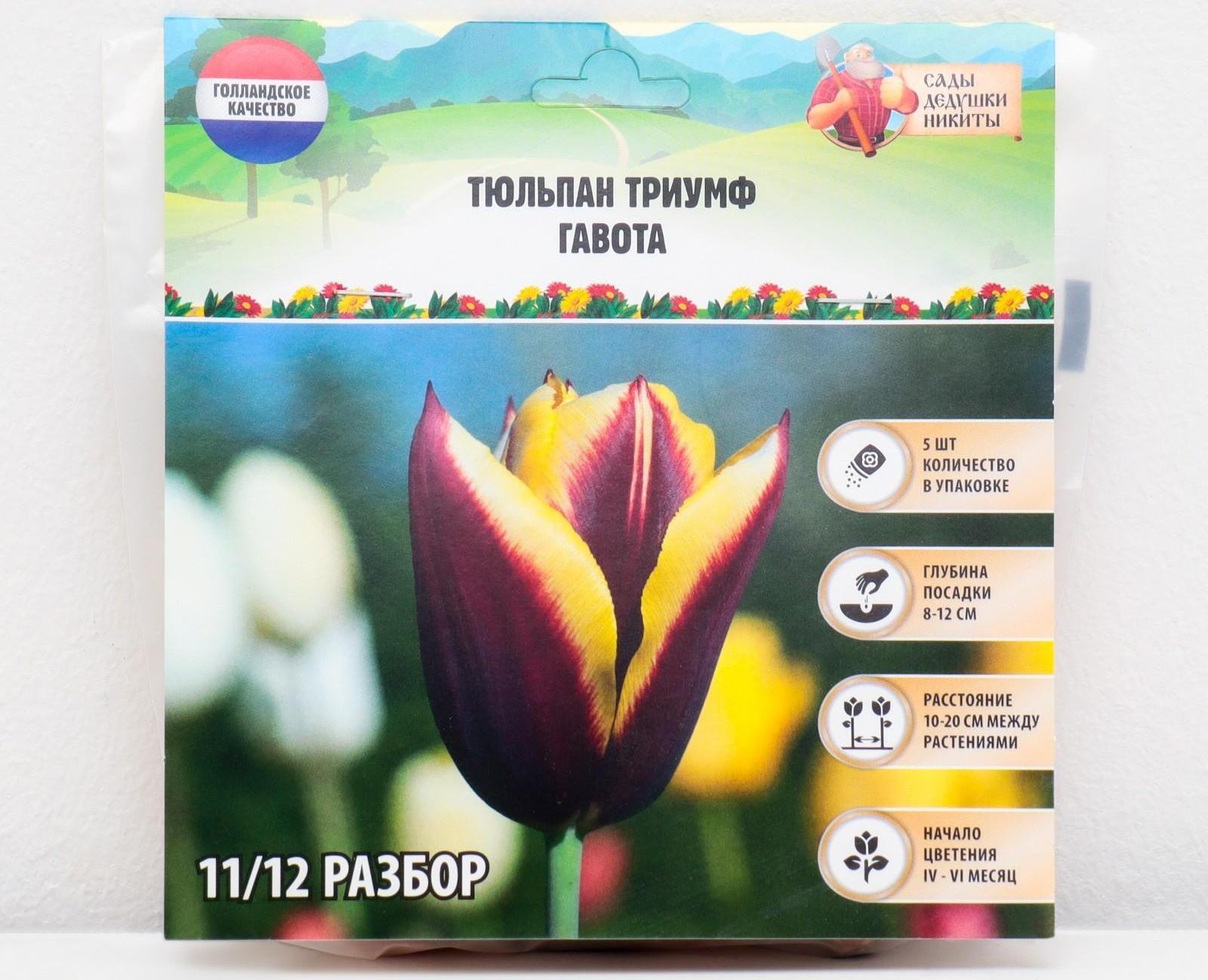 Тюльпан триумф Гавота, р-р 11/12, 5 шт