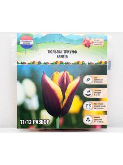 Тюльпан триумф Гавота, р-р 11/12, 5 шт