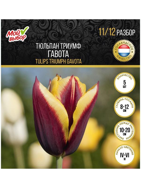 Тюльпан триумф Гавота, р-р 11/12, 5 шт