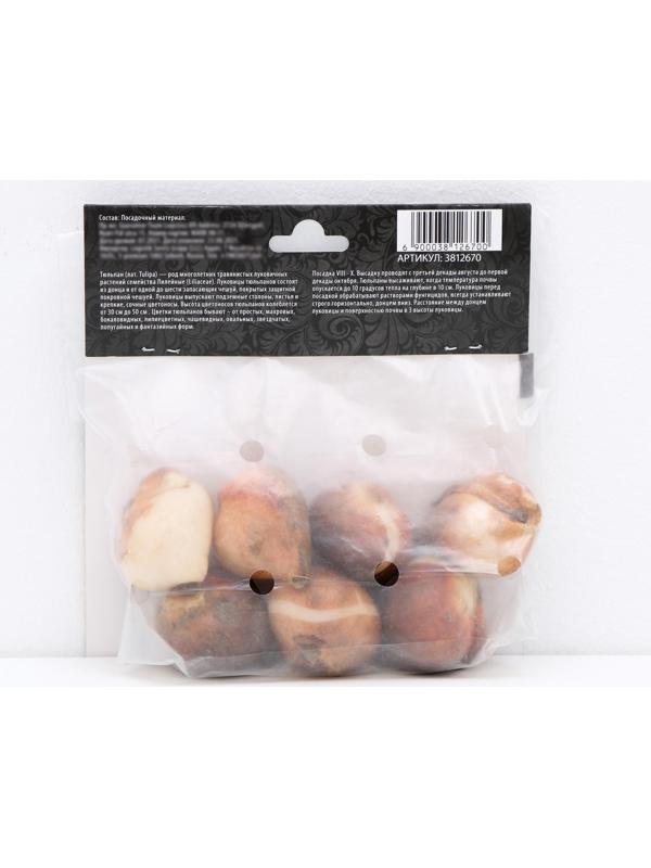 Тюльпан триумф Гавота, р-р 11/12, 5 шт