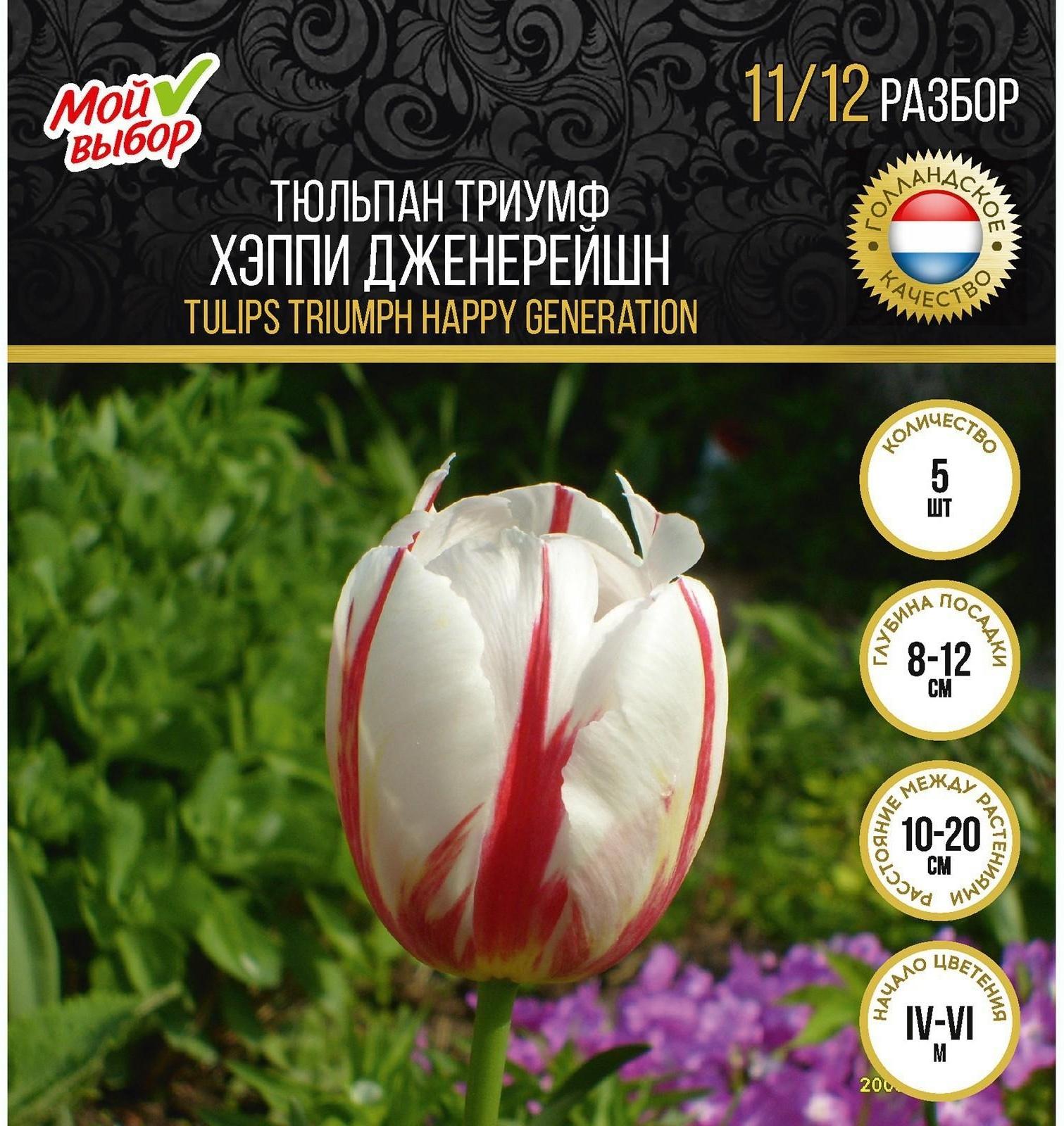 Тюльпан триумф Хэппи Дженерейшн, р-р 11/12, 5 шт