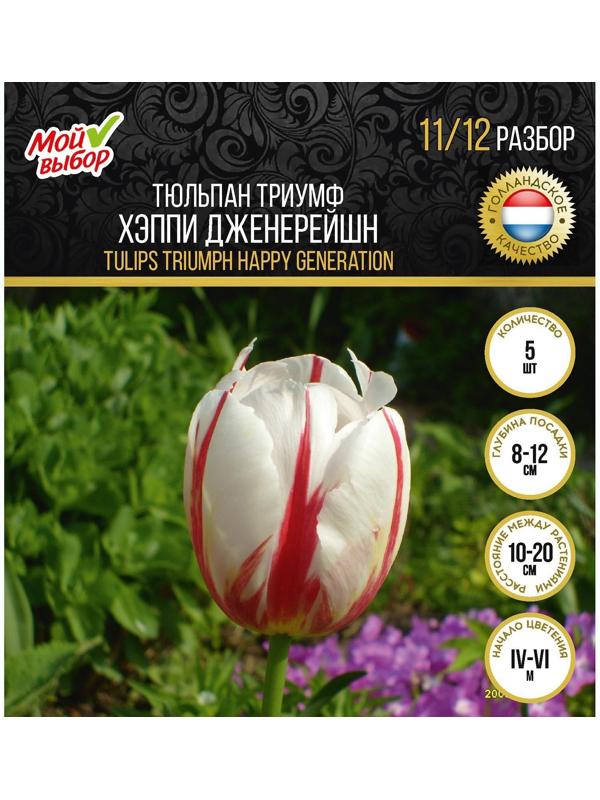 Тюльпан триумф Хэппи Дженерейшн, р-р 11/12, 5 шт