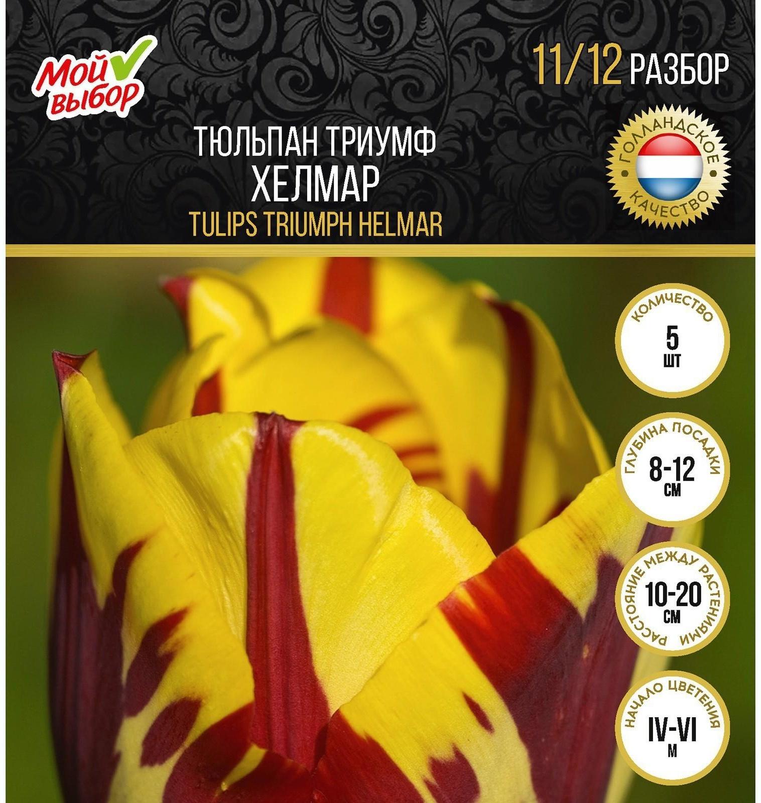 Тюльпан триумф Хелмар, р-р 11/12, 5 шт