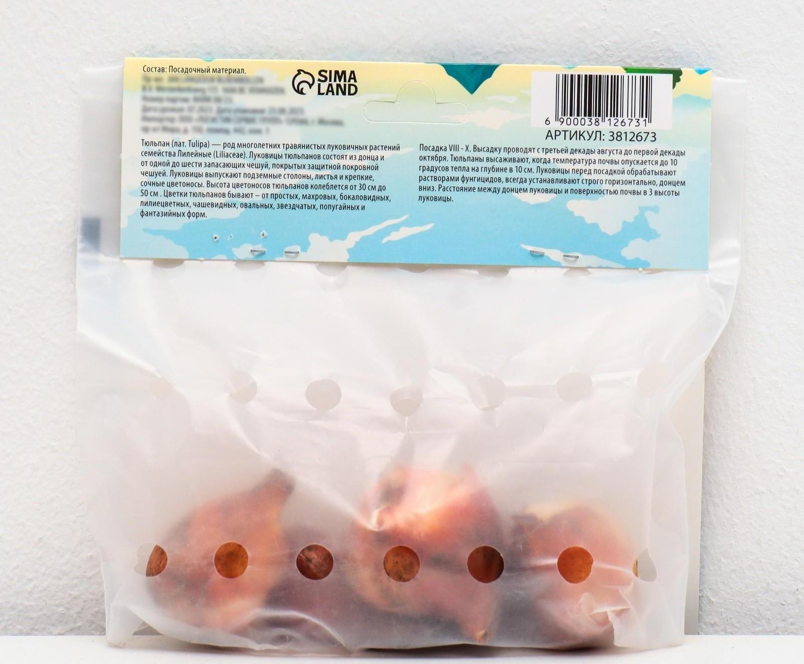 Тюльпан триумф Хелмар, р-р 11/12, 5 шт