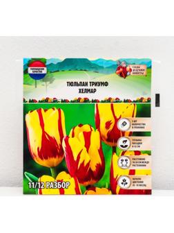 Тюльпан триумф Хелмар, р-р 11/12, 5 шт