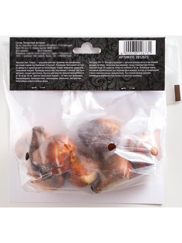 Тюльпан триумф Хелмар, р-р 11/12, 5 шт